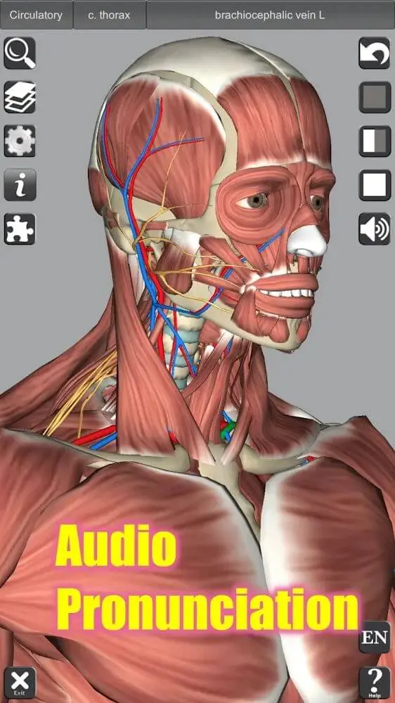 Screenshot of the 3D Anatomy app