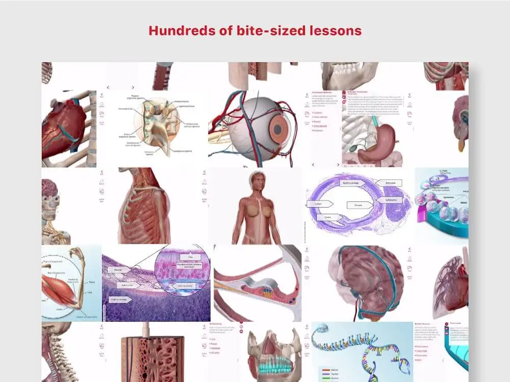 Screenshot of the Anatomy & Physiology game