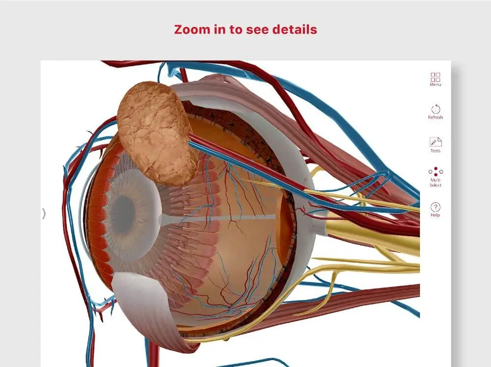 Screenshot of the Anatomy & Physiology game