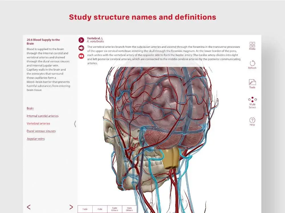 Screenshot of the Anatomy & Physiology game