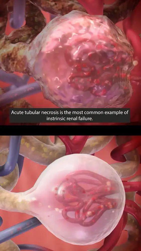 Screenshot of the Physiology & Pathology app
