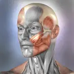 Muscle and Bone Anatomy 3D application logo